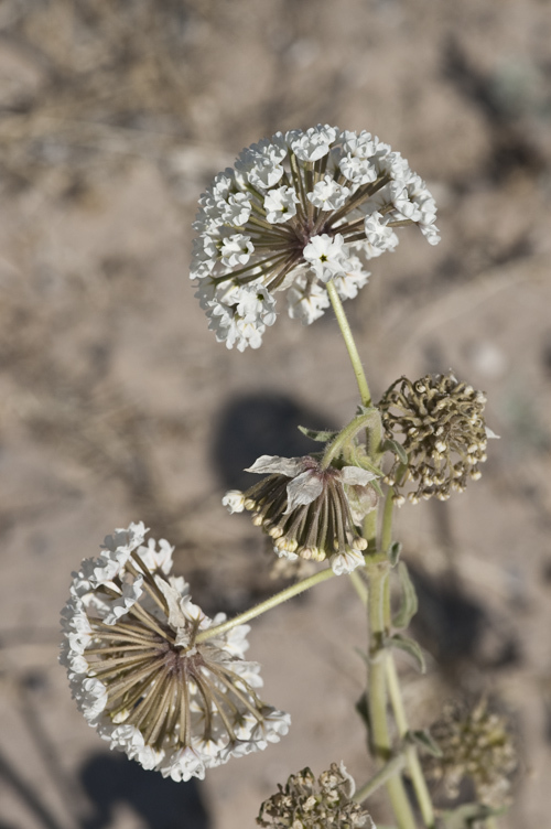 Image of snowball sand verbena