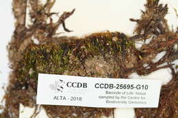 Image of pogonatum moss