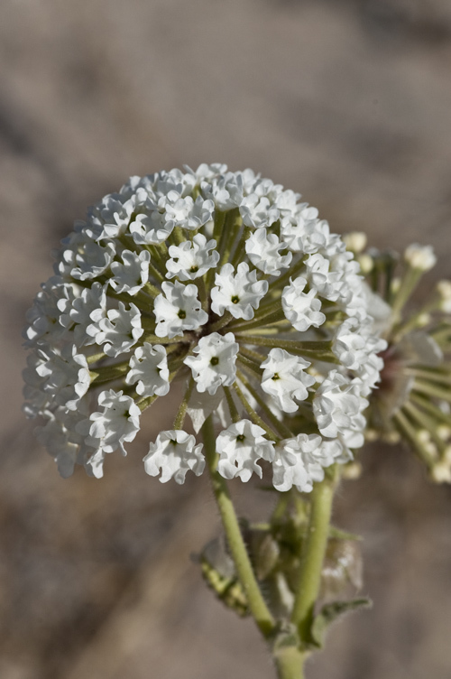 Image of snowball sand verbena