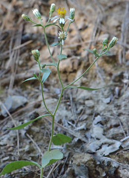 Image of roughleaf aster