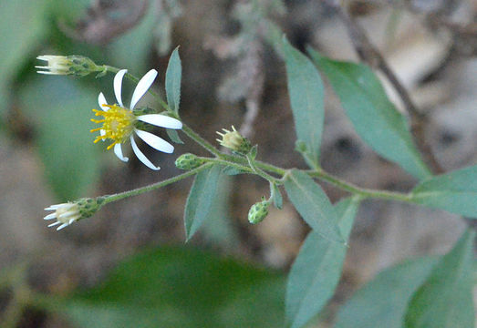 Image of roughleaf aster