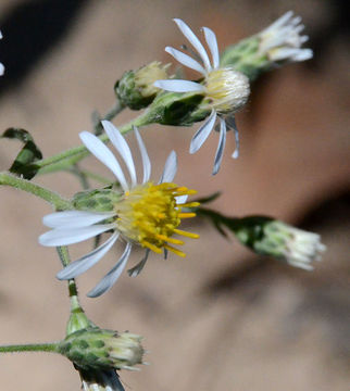 Image de Eurybia radulina (A. Gray) G. L. Nesom