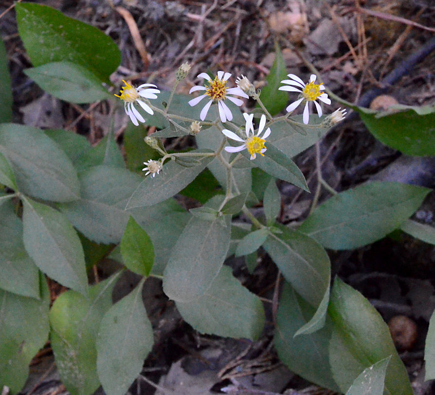 Image de Eurybia radulina (A. Gray) G. L. Nesom