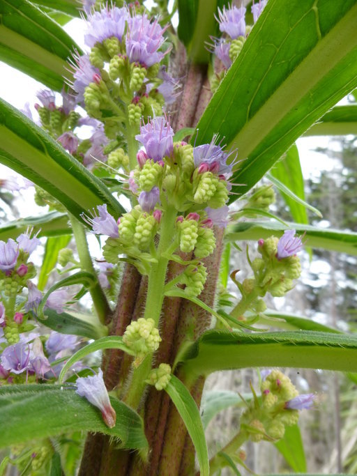 Plancia ëd Echium pininana Webb & Berth.