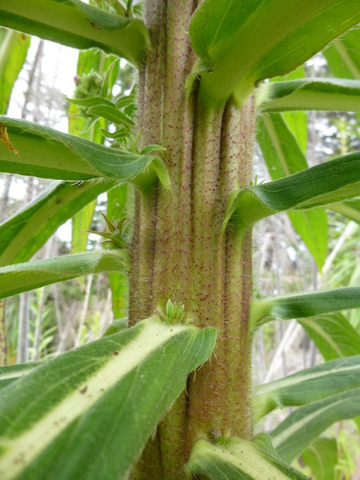 Imagem de Echium pininana Webb & Berth.