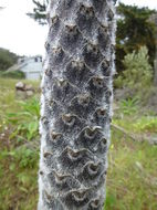 Plancia ëd Echium pininana Webb & Berth.