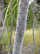 Plancia ëd Echium pininana Webb & Berth.