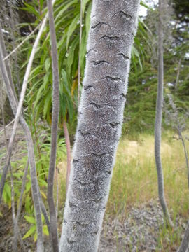 Imagem de Echium pininana Webb & Berth.