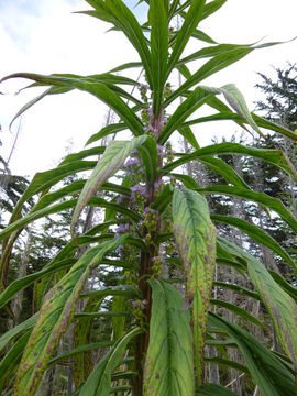 Plancia ëd Echium pininana Webb & Berth.