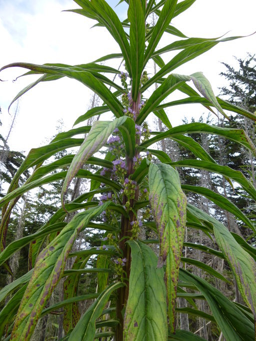 Echium pininana Webb & Berth.的圖片