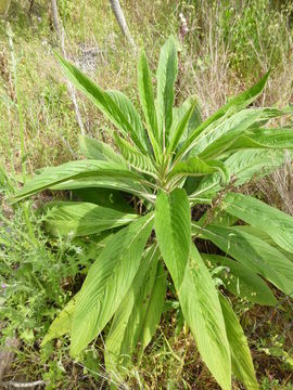 Plancia ëd Echium pininana Webb & Berth.