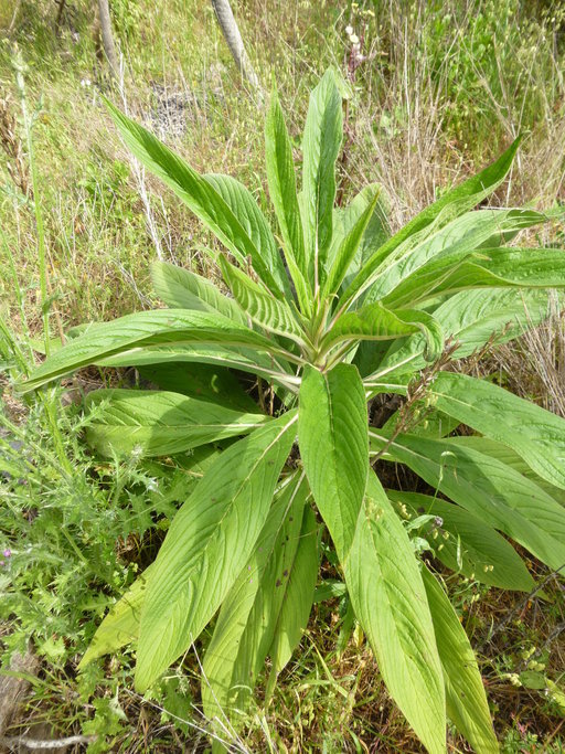 Echium pininana Webb & Berth.的圖片