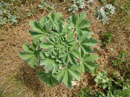 Image of tree mallow