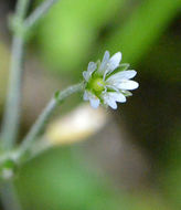 صورة <i>Cerastium fontanum</i> ssp. <i>vulgare</i>