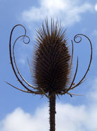 Image of teasel: Fuller's teasel; cutleaf teasel