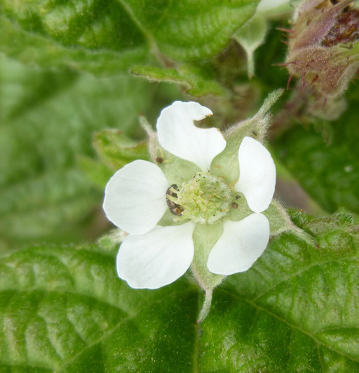 Слика од Rubus ursinus Cham. & Schltdl.