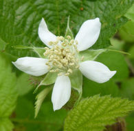 Image of California blackberry