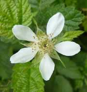 Image of California blackberry