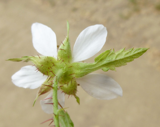 Image of California blackberry