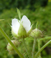 Слика од Rubus ursinus Cham. & Schltdl.