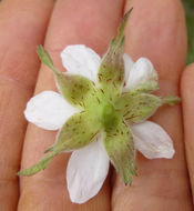 Image of California blackberry