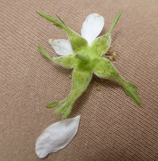 Image of California blackberry