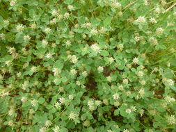 Image de Trifolium glomeratum L.