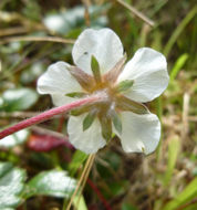 Image of beach strawberry