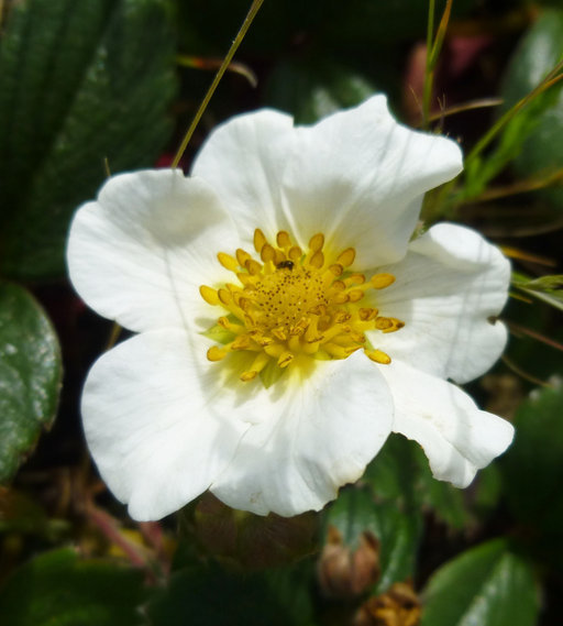 Image of beach strawberry