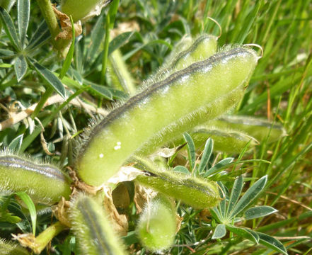 Plancia ëd Lupinus variicolor Steud.