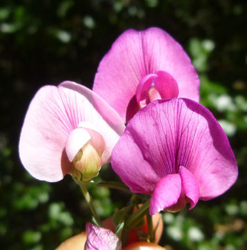 Lathyrus tingitanus L. resmi