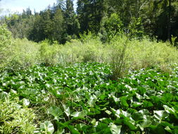 Image of Rocky Mountain pond-lily