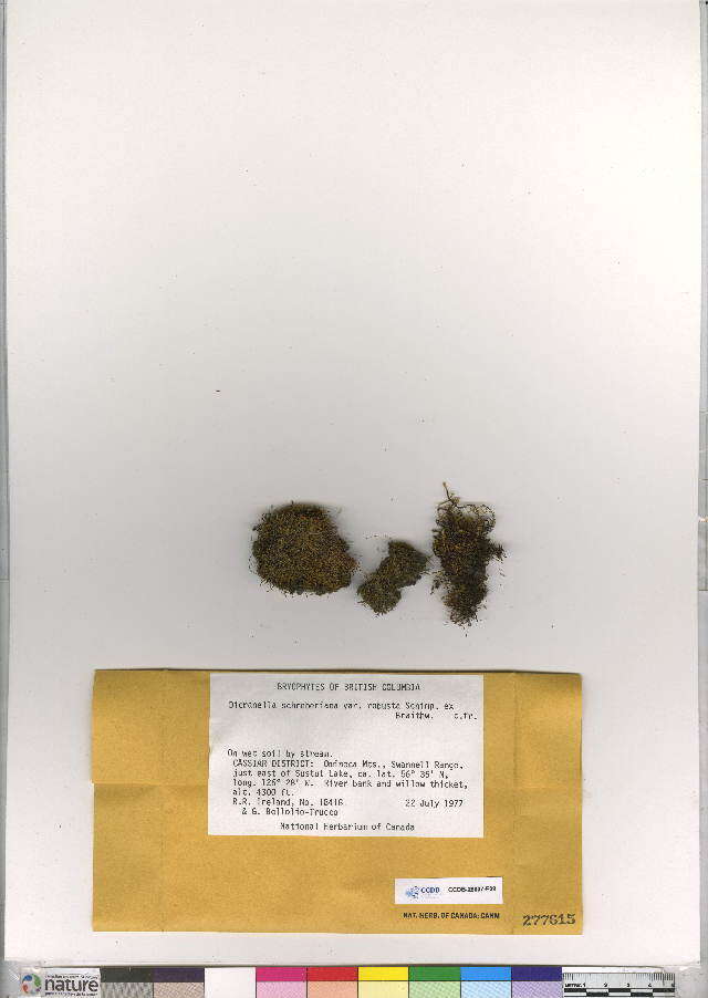 Image of dicranella moss