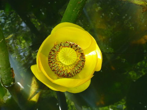 Imagem de Nuphar polysepalum Engelm.