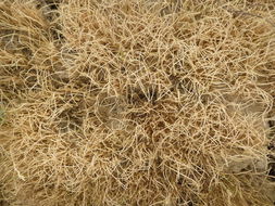 Image of curved sicklegrass