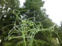 Image of garden pea