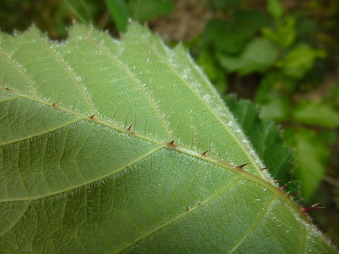 Image of Himalayan blackberry