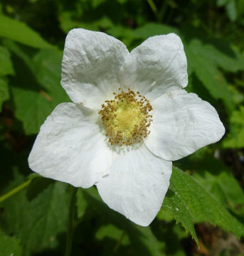 Image of thimbleberry