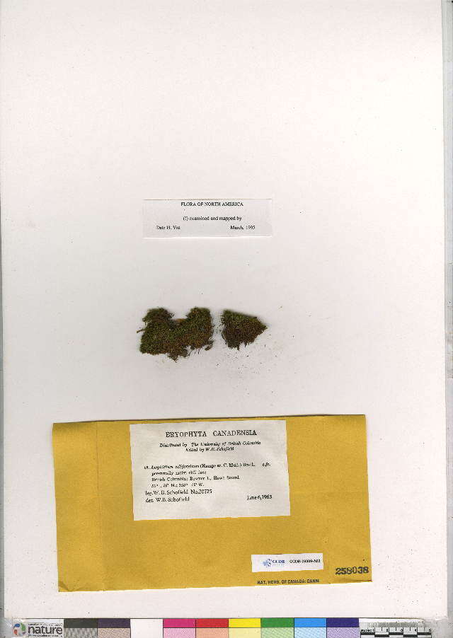 Image of amphidium moss