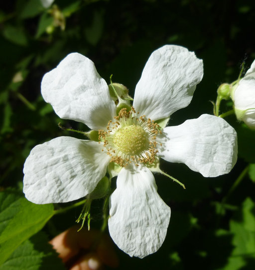 Image of thimbleberry