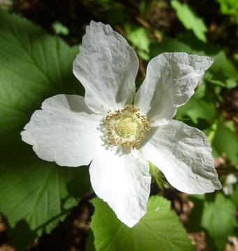 Image of thimbleberry