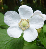 Image of thimbleberry