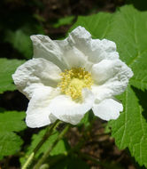 Image of thimbleberry