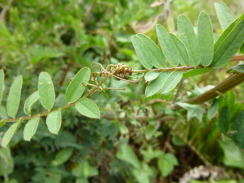 صورة Vicia gigantea Bunge