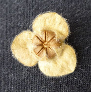 Image of tree mallow