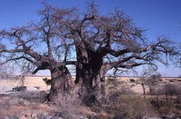 Image of African Baobab