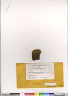 Image of kiaeria moss