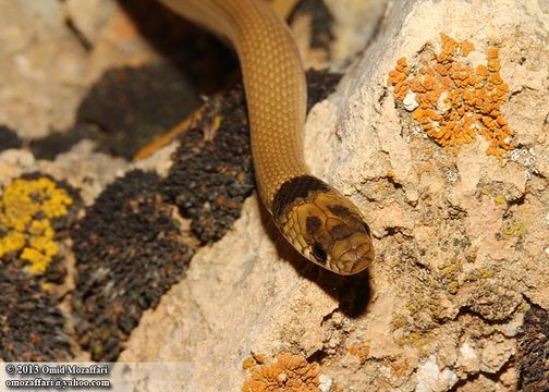 Image of Collared Dwarf Racer