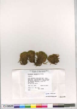 Image of dicranum moss