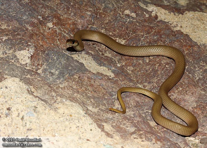 Image of Collared Dwarf Racer